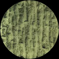 Record cover of DILETTANTES  by Idu Berg