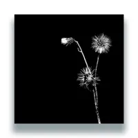 Record cover of SUN BRINGS JOY by Jon Dasilva and Skyskrapa Feat